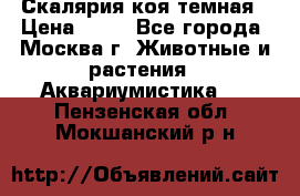 Скалярия коя темная › Цена ­ 50 - Все города, Москва г. Животные и растения » Аквариумистика   . Пензенская обл.,Мокшанский р-н